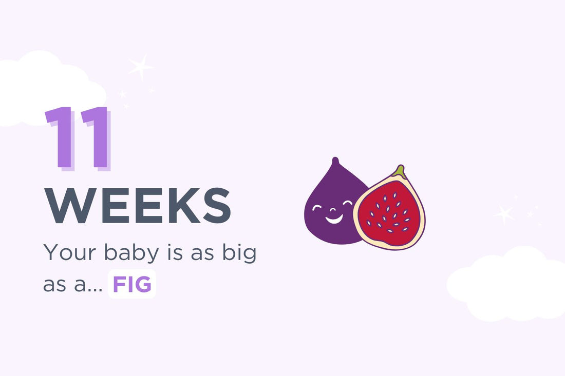 11 Weeks Pregnant: Guide to 11 Weeks of Pregnancy – Happiest Baby