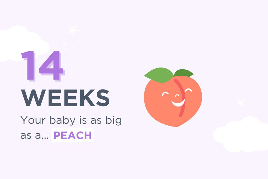 14 Weeks Pregnant: The Happiest Baby Guide to Pregnancy Week by Week