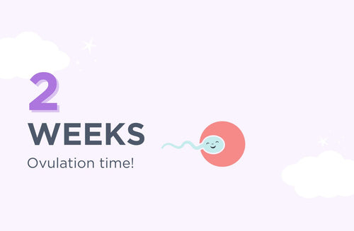 2 Weeks Pregnant: Ovulation Time!